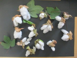 収穫した綿の様子